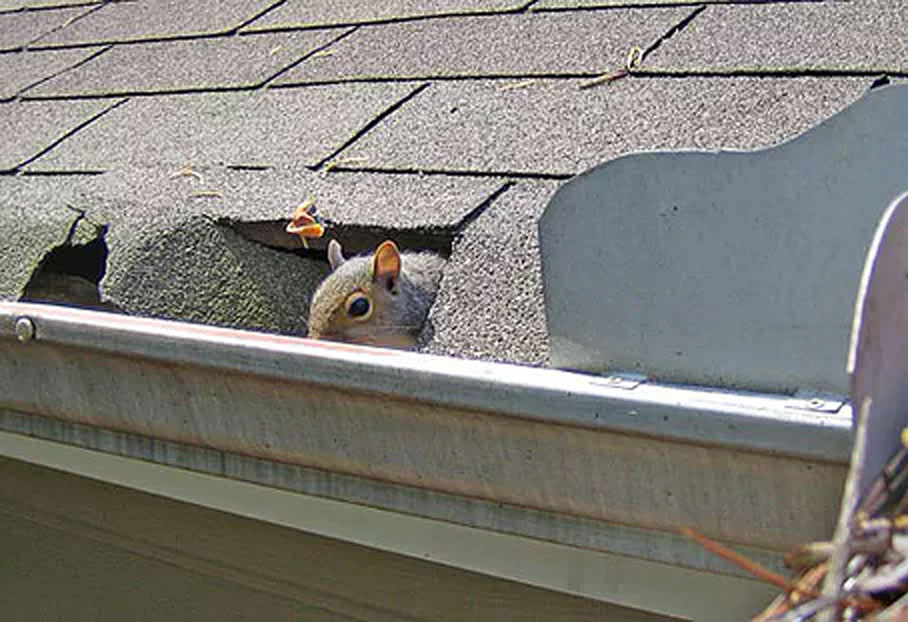 Protect Your Gutters From Squirrels This Spring!